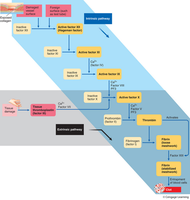Coagulation cascade pathways