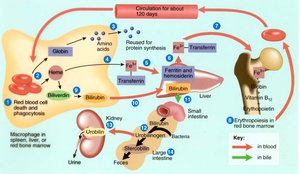 Erythrocyte recycling and bilirubin pathway