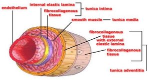 Diagram of blood vessel wall layers