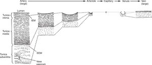Vessel wall structure from artery to vein