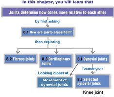 Chapter overview flowchart for joints
