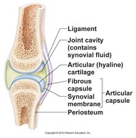 General structure of a synovial joint