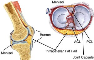 Menisci and fat pads in the knee joint