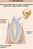 Gomphosis joint: tooth in socket