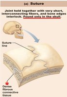 Suture joint: skull bones
