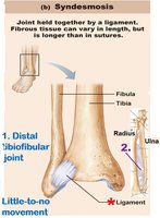 Syndesmosis joint: distal tibiofibular joint and interosseous membrane