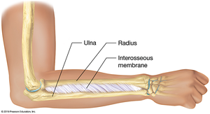 Interosseous membrane between radius and ulna