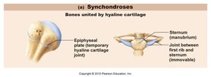 Synchondroses: epiphyseal plate and sternum