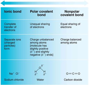 Hydrogen bonds in water