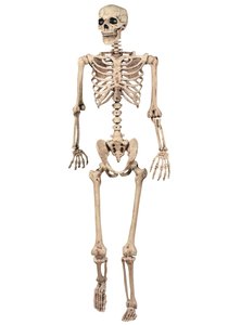Human skeleton