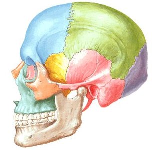Skull showing sutures