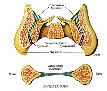 Syndesmosis joint