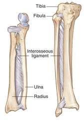 Interosseous ligament between tibia and fibula
