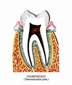 Gomphosis (dentoalveolar joint)