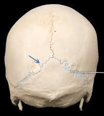 Lambdoid suture on skull