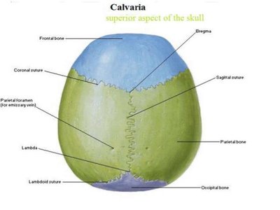 Superior aspect of skull with labeled sutures