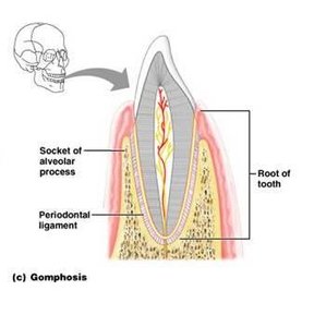 Synchondroses and symphyses