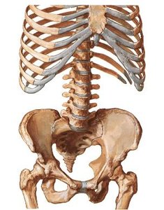 Intervertebral disc and pubic symphysis