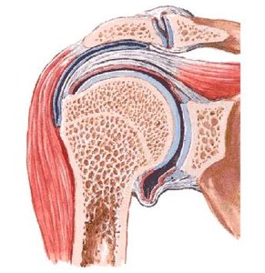 Shoulder joint structure
