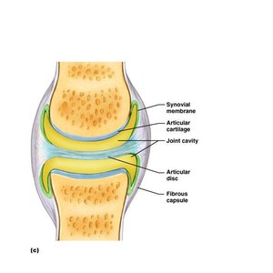 Knee joint structure