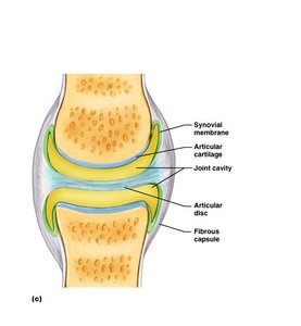 Articular capsule of synovial joint