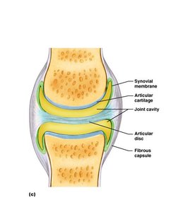 Nerves and blood vessels in synovial joint