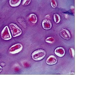 Microscopic structure of cartilage