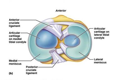 Fatty pads in synovial joints