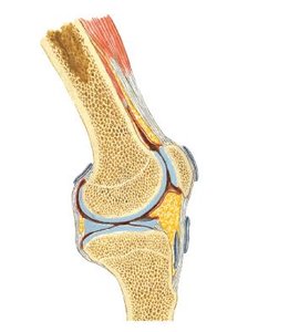 Bursae and tendon sheaths