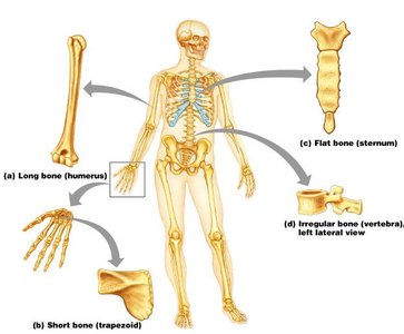 Classification of bones by shape