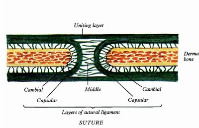 Structure of a suture