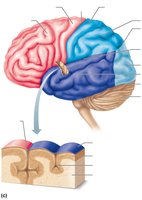 Lobes and sulci of the cerebrum
