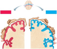 Body maps in the primary motor cortex and somatosensory cortex
