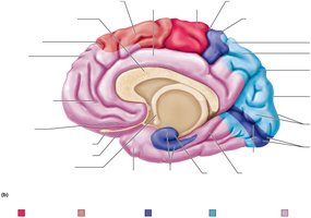 Parasagittal view of cerebral cortex areas