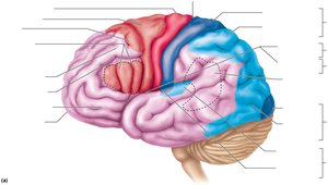 Functional and structural areas of the cerebral cortex