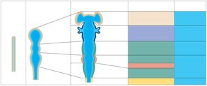 Embryonic development of the human brain