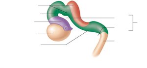 Week 5 brain flexures
