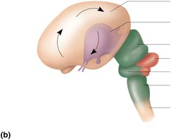 Week 13 brain development
