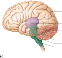Birth: adult brain pattern
