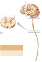 Spinal cord gray and white matter