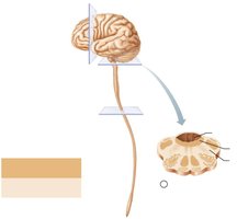Brain stem gray and white matter