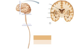Cerebrum gray and white matter