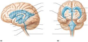 Ventricles of the brain