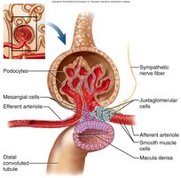 Juxtaglomerular apparatus and feedback mechanism