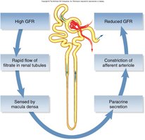 Negative feedback control of GFR