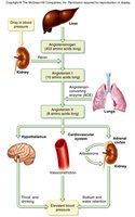 Renin-angiotensin-aldosterone system flowchart