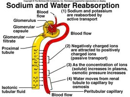 Diagram of sodium and water reabsorption in the nephron