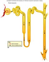 Diagram of nephron loop and flow of filtrate