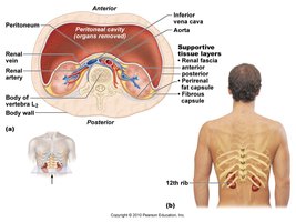 Kidney location and supportive tissue layers