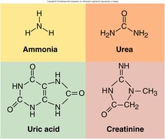 Chemical structures of ammonia, urea, uric acid, and creatinine